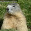 Marmotte