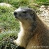 Marmotte dans le Mercantour