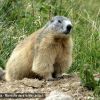 Marmotte