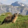 Jeune marmotte au pic de la Pahule
