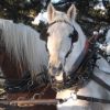 Randonne questre en traineau dans la neige