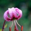 Macro sur Lis Martagon