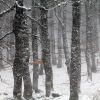 Fort enneige en Aubrac