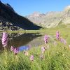 Lac de Cestrde