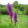 Orchides