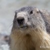 Une marmotte au lac d'Arsine