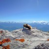Abeille depuis Chamechaude, face aux sommets des Alpes