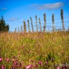 L'Aubrac est bien color avec toutes ces fleurs