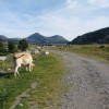Pla des Bones Aures aux Bouillouses