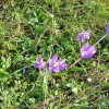 Mes fleurs prfres, Aubrac