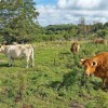 Vaches de race Aubrac