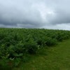 Les champs de fougres