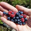 Fruits sauvages trouvs lors de la randonne