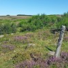 Paysage d'Aubrac prs du Col de Bonnecombe