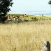 Troupeau de vaches race Aubrac