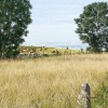 Vaches Aubrac, paisibles au matin