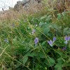les chemins de l'Aubrac