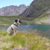 Un chien au bord du lac de Maucapéra