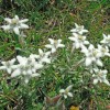 Edelweiss dans les Pyrnes