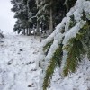 Draille et sapin gels