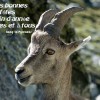 Mercantour - Bonnes ftes de fin d'anne