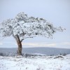 Nature givre