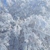 Arbre recouvert de neige au petit matin