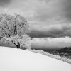 Chne de Venon sous la neige