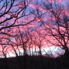 Le ciel s'embrase  travers les arbres