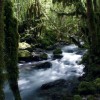 Ruisseau du Gourgue d'Asque