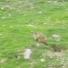 Les belles marmottes des Pyrnes sont de retour :)