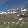 Ruines de la cabane d'Asp (Mai 2015)
