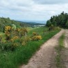 Chemin forestier sur le retour