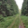 Sentier bord de bois prs du sommet du puy