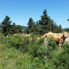 Les belles vaches d'Aubrac