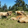 Troupeau de vaches d'Aubrac