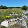 Flore en Lozre