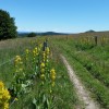 Chemin bord de fleurs de gentianes