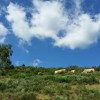 Troupeau de vaches
