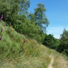 Sentier trs fleuri