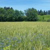 Champ de bl et fleurs sur le retour