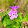 Fleurs de dbut juillet