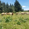 Troupeau de vaches 