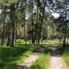 Passage sous les sapins