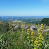 Vue sur la Valle du Lot et gentianes