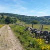 Le long du chemin fleuri