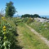Gentiane au bord du chemin