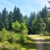 Dans la fort calme et ombrage