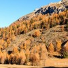 Des mlzes en Vanoise
