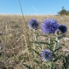 Flzurs sches sur le chemin